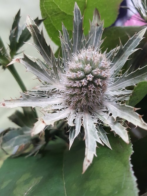 flower  thistle  grey
