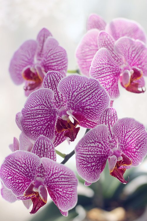 flower  orchid  beautiful flower