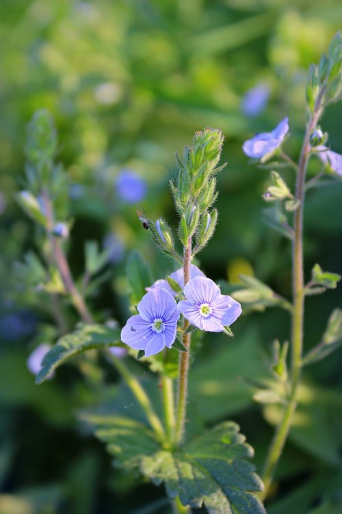 flower  grass  blue