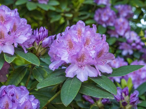flower  purple rhododendron  blossom