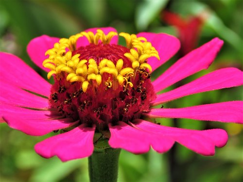 flower  plant  growth