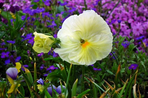 flower  pansy  white