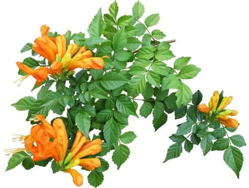 flower  creeper  plant