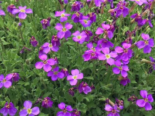 flower  purple flower  purple flowers