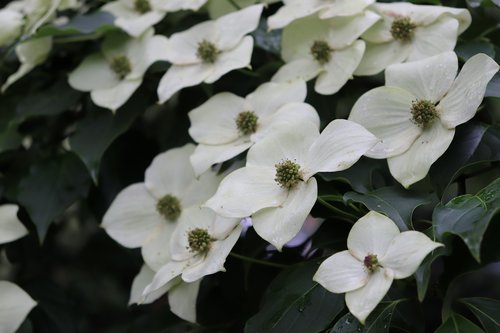 flower  white  nature