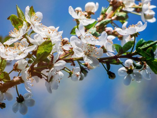 flower  tree  flowering tree