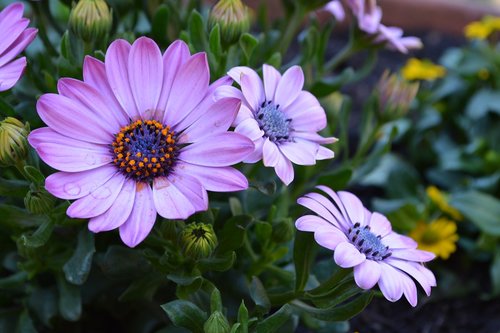 flower  flowers  purple