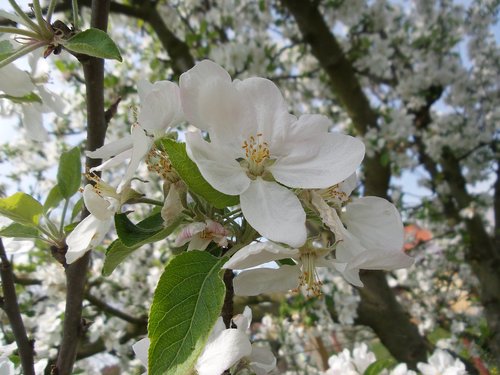 flower  spring  apple tree