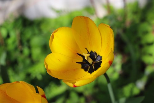 flower  plant  nature