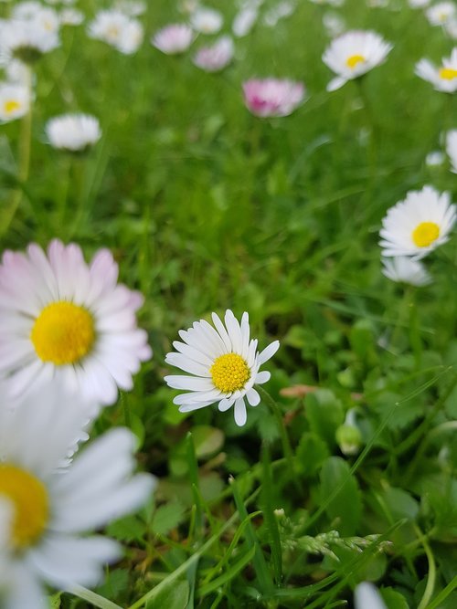 flower  daisy  nature