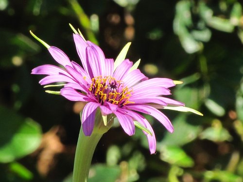 flower  purple  bloom