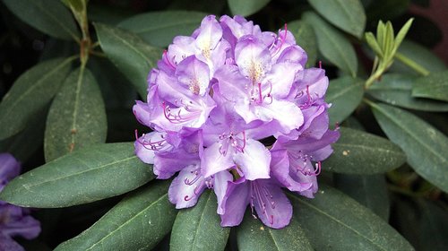 flower  plant  blossom