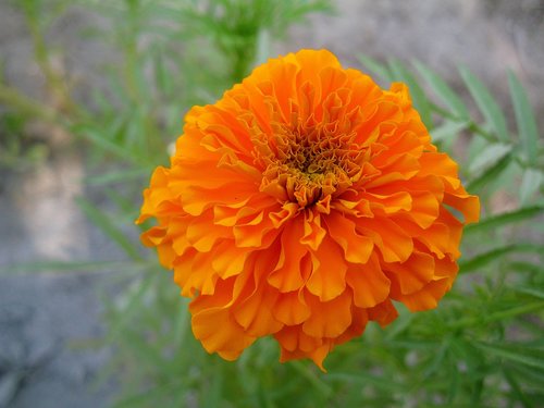 flower  nature  marigold