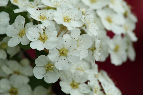 flower  white  close up