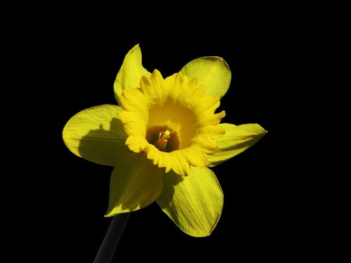 flower  nature  daffodil