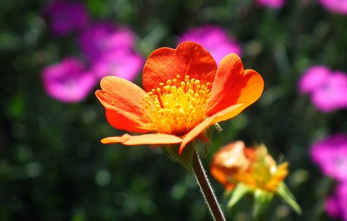flower  maczek california  spring