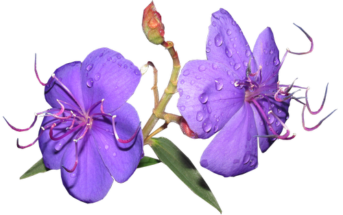flower  purple  rain drops