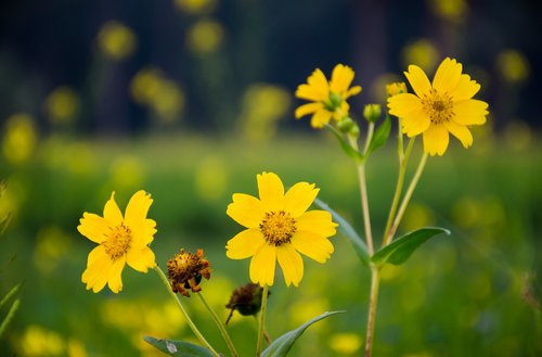 flower  yellow  sunflower