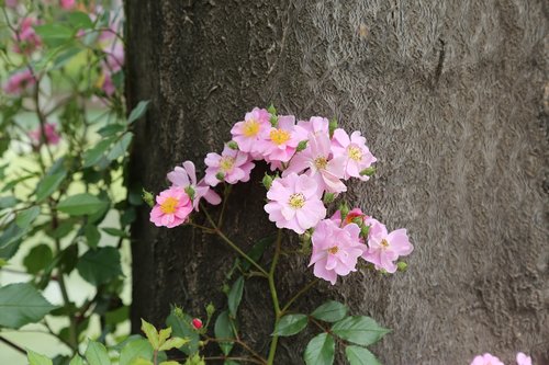 flower  tree  flowers