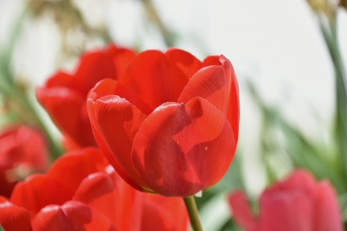 flower  tulip  red