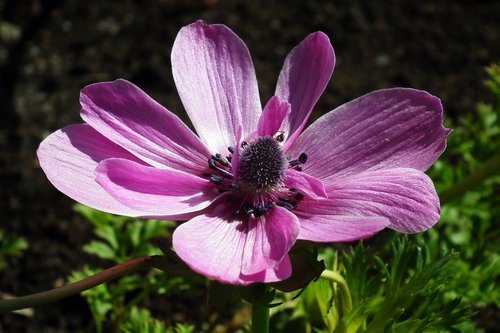 flower  anemone  pink