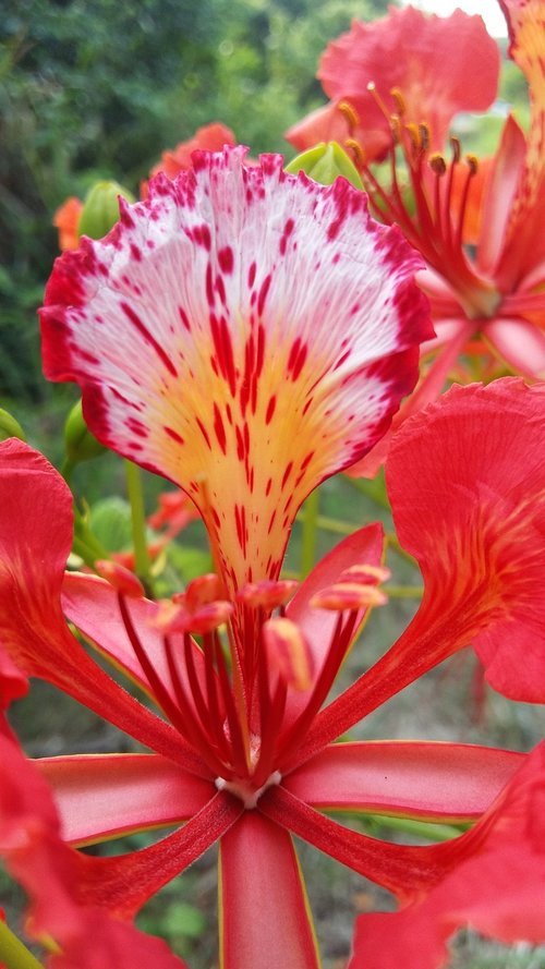 flower  red  nature