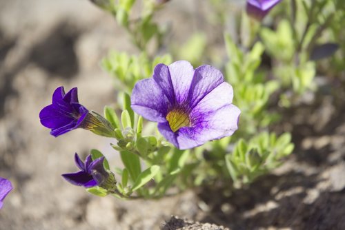 flower  garden  nature