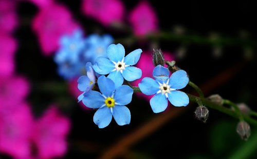 flower  forget  blue