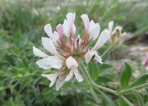 flower  nature  summer