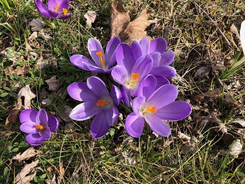 flower  crocus  blossom