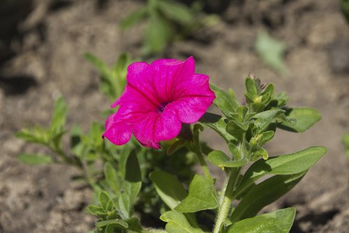 flower  garden  nature