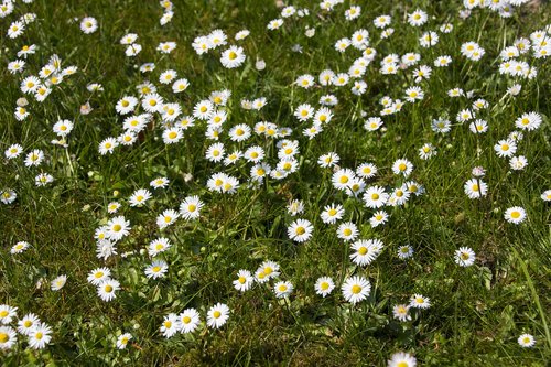 flower  garden  flower garden