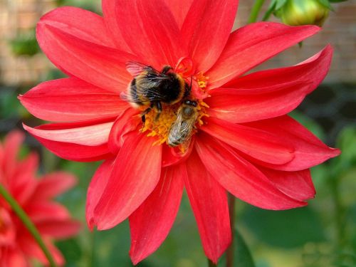 flower insect nature