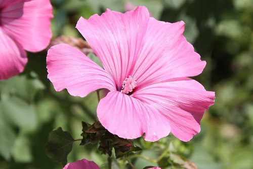 flower  petunia  pink flower