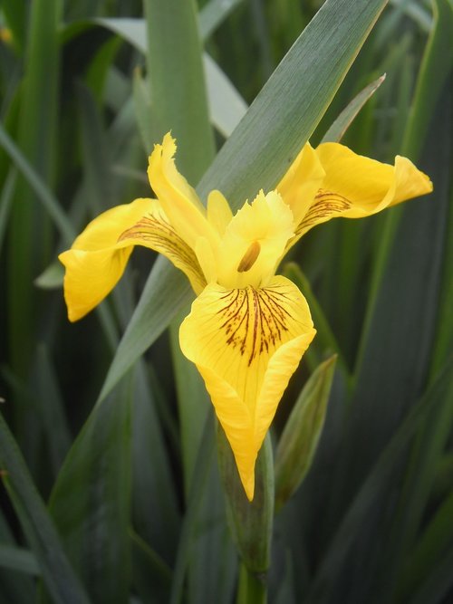 flower  iris  water