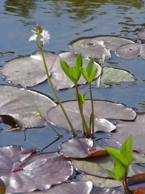 flower  lake flowers  lake rose