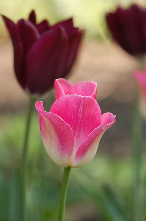 flower  tulip