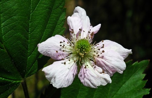 flower  blackberry  bush