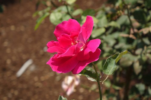 flower  nature  red flower