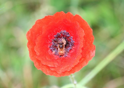 flower  poppy  bee
