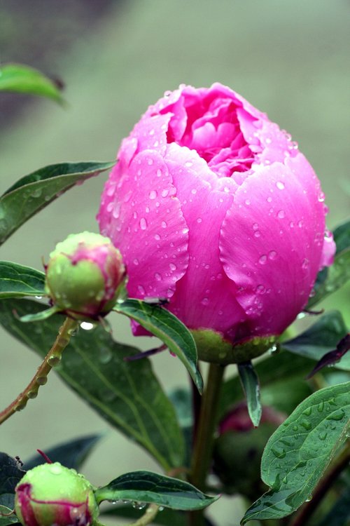 flower  peony  pink