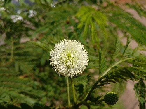 flower  white flower  tranquility