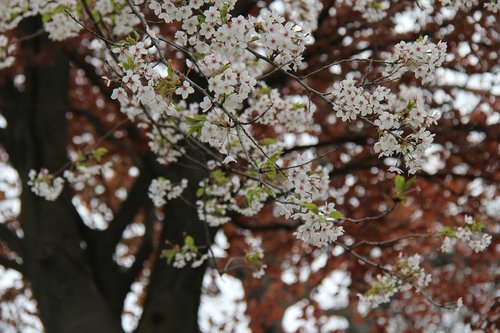 flower  cherry  tree