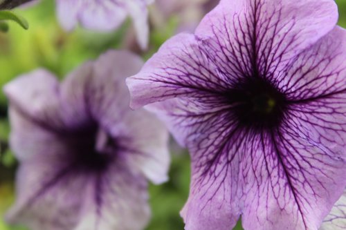 flower  ornamental plant  purple