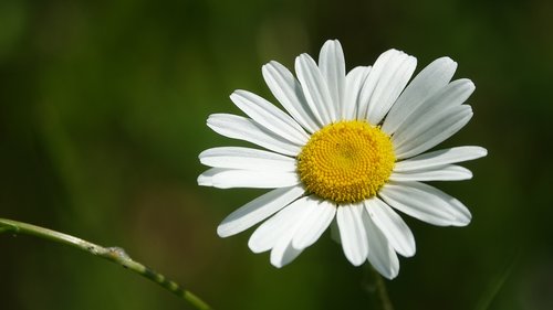 flower  petals  spring