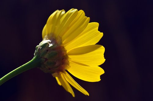 flower  yellow  marguerite