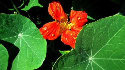 flower  leaves  red