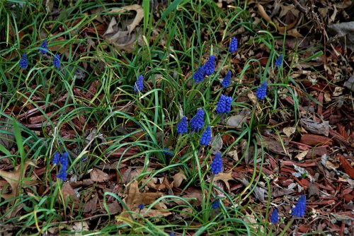 flower  forget-me-not  delicate