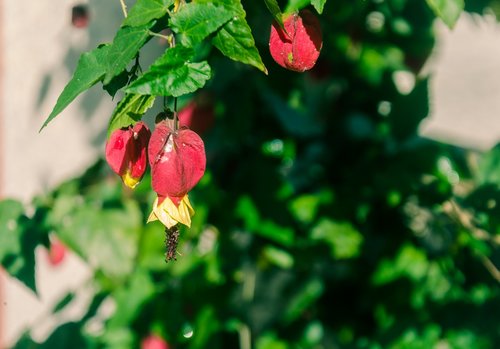 flower  beautiful flowers  red flowers