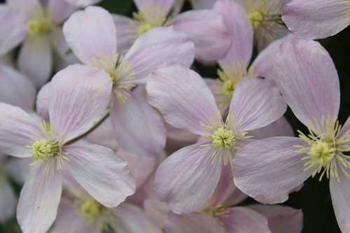 flower  clematis  blossom